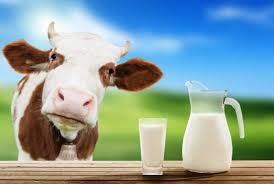 можно ли детям коровье молоко?