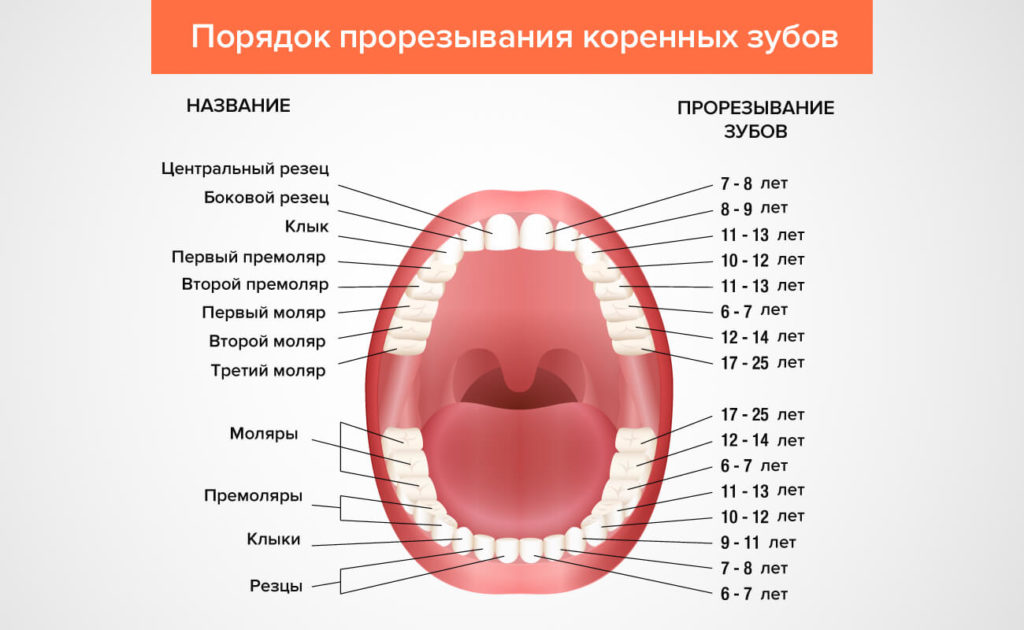 порядок прорезывания зубов